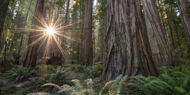 Redwoods Forest
